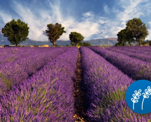 oferta-wycieczka-do-prowansji